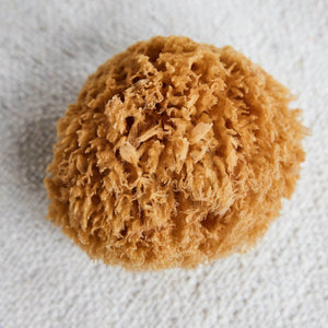 Náttúrulegur sjávarsvampur