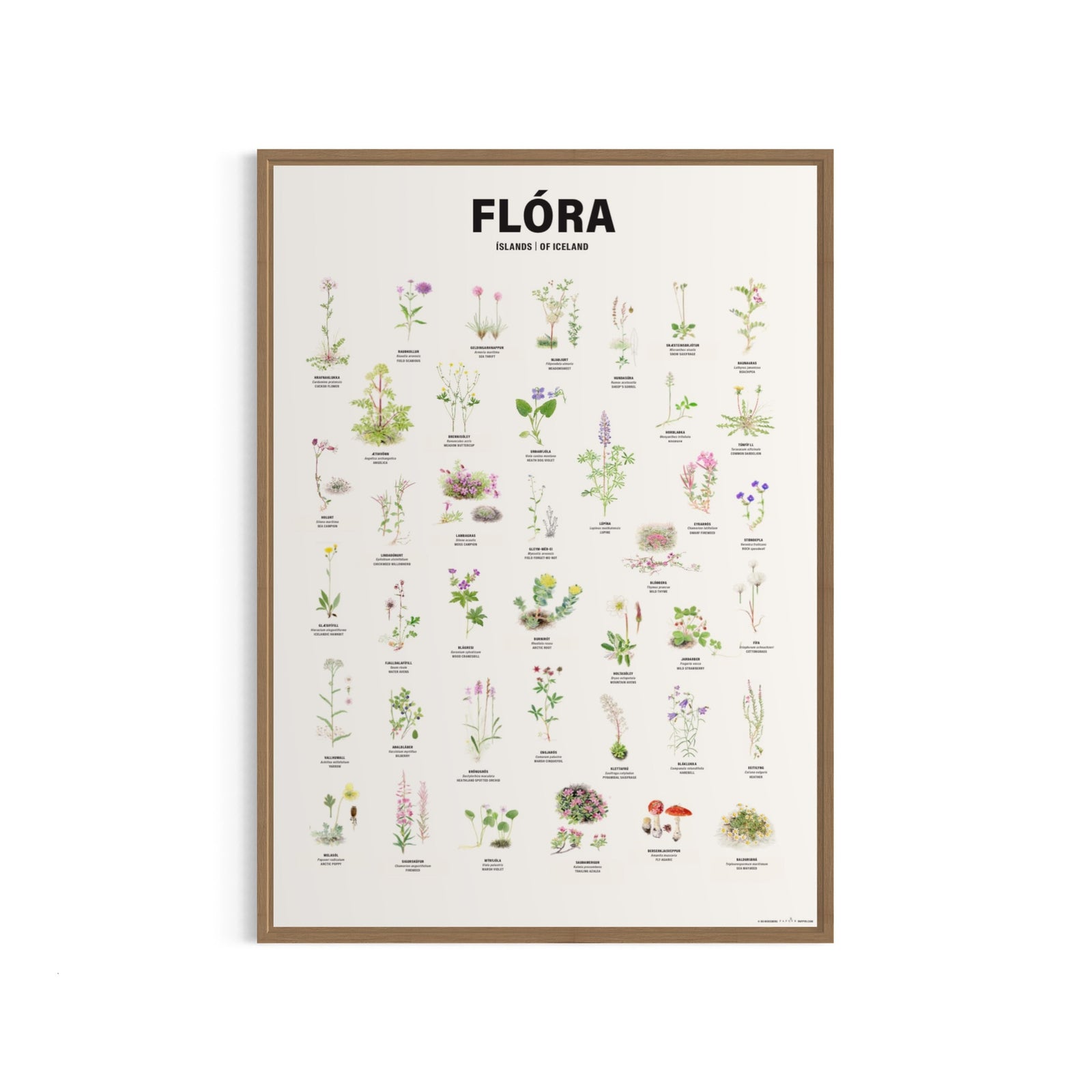 Flóra Íslands - veggspjald 50x70